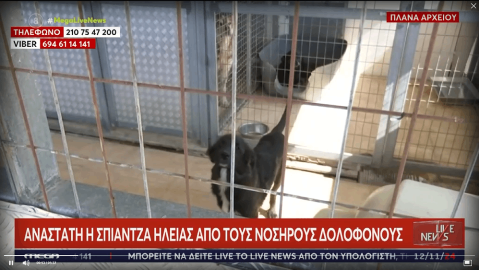 σκυλιά - Ηλεία